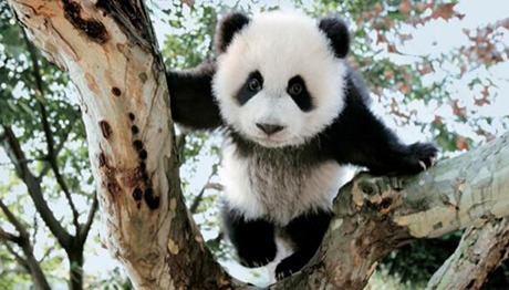 英語(yǔ)四川，不止熊貓